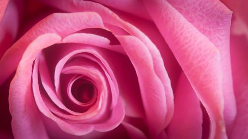 Close-up of pink rose