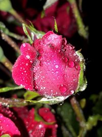 Close-up of water drops on pink flower