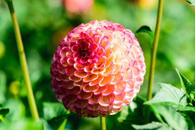 Close-up of pink dahlia flower