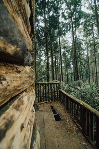 Trees growing in forest