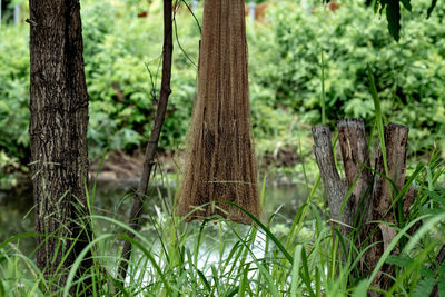 Close-up of net in forest