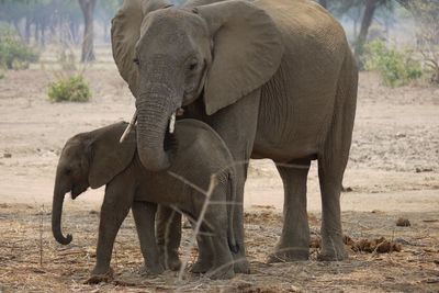 Elephant on landscape