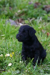 Black dog sitting on grass