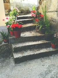 Close up of red flowers