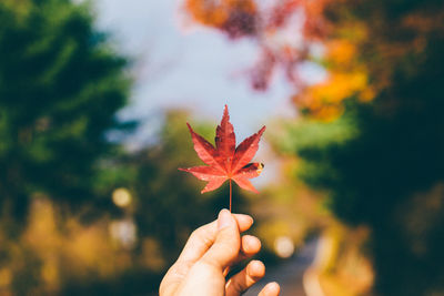 Close-up of woman holding maple leaf against sky