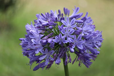 Close-up of purple flowering plant