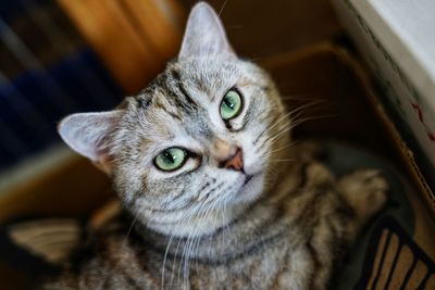 Close-up portrait of cat