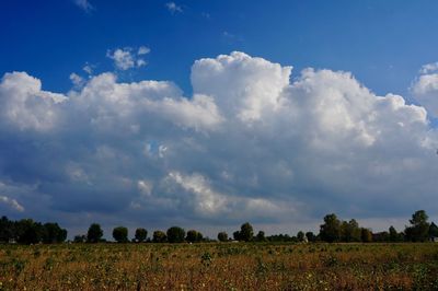 Scenic view of agricultural field against sky