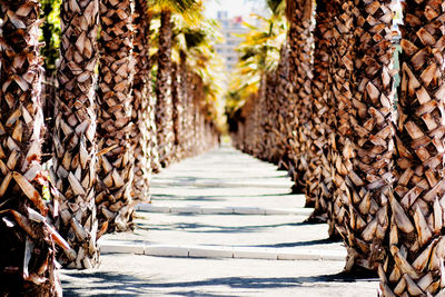 Close-up of wood amidst trees in forest