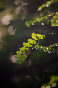 Fern leave with water drop. abstract background