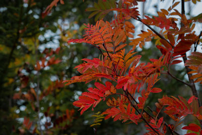 Close-up of maple leaves on tree