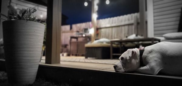 Close-up of a sleeping dog