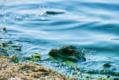 View of turtle swimming in sea