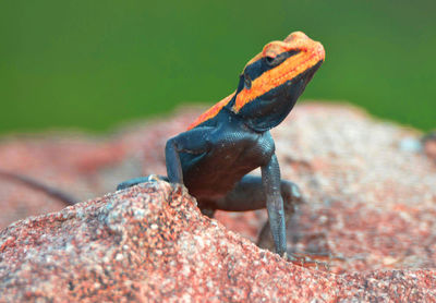 Close-up of snake perching on leaf