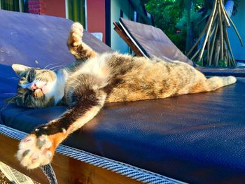 Cat relaxing on floor