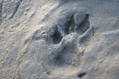 Close-up of lizard on sand at beach