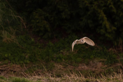 Barn owl flying over a field