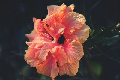 Close-up of flowers blooming outdoors