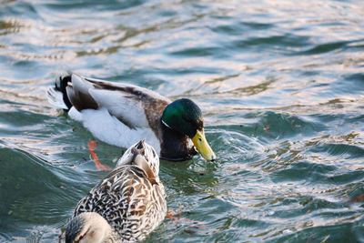 Mallard duck swimming in lake