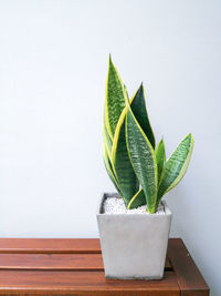 Close-up of potted plant on table against wall