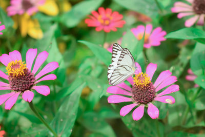 Close-up of butterfly on pink flower