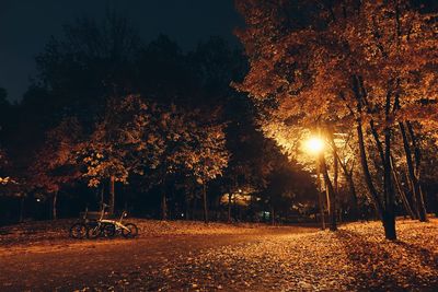 Trees at night