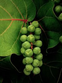 fruit