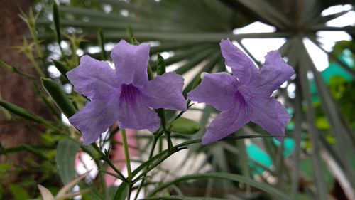 Close-up of purple flowering plant