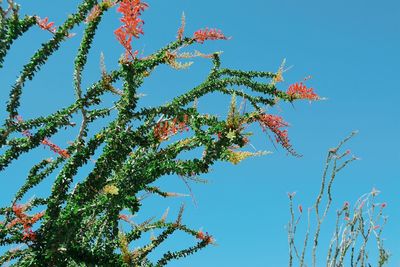 Low angle view of flower tree against clear blue sky