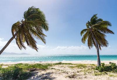 Palm trees on beach against sky