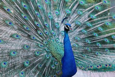 View of peacock