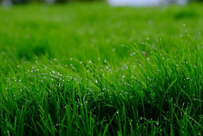 Close-up of wet grass on field