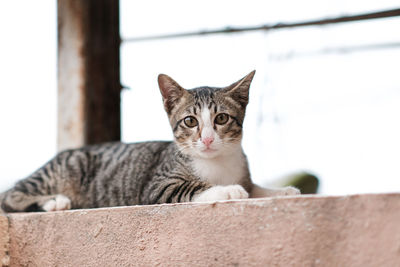 Portrait of a cat resting