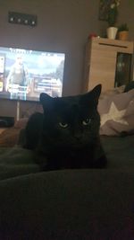 Portrait of cat sitting on bed at home