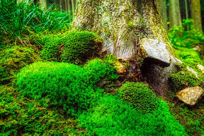 Moss growing on tree trunk in forest