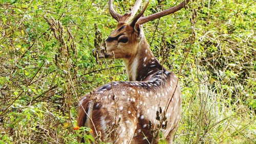 Deer standing in a field