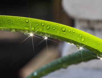 Close-up of dew drops on spider web