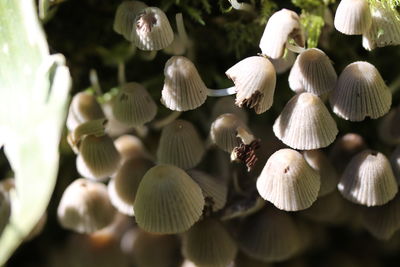 Close-up of mushrooms