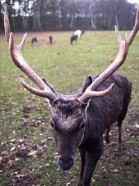 Deer standing on field