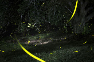 High angle view of trees growing on field in forest