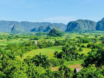 Scenic view of agricultural field against sky