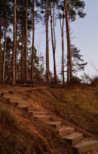 Trees on field against sky in forest