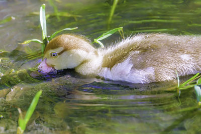 Close-up of a duck in lake