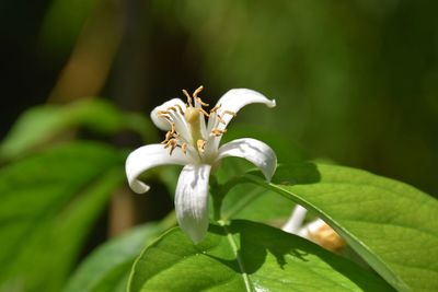 Close-up of white flower on a lemon tree