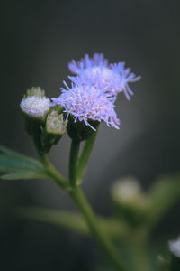 Close-up of purple flowering plant