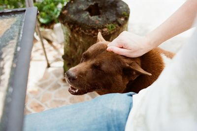 Close-up of hand feeding dog