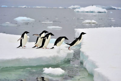 View of birds on frozen sea