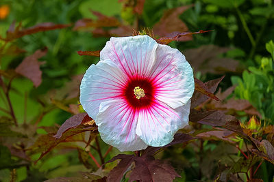 Close-up of purple flower