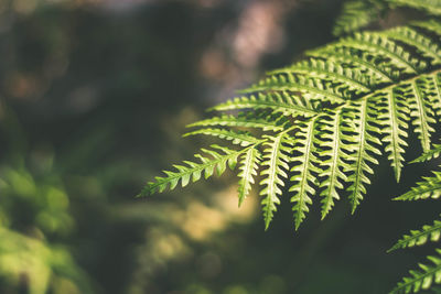 Close-up of fern leaves