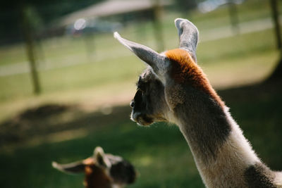 Close-up of giraffe